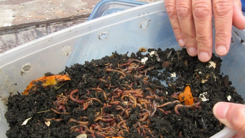 Benefits of Using Worm Compost Fertilizer in your Soil