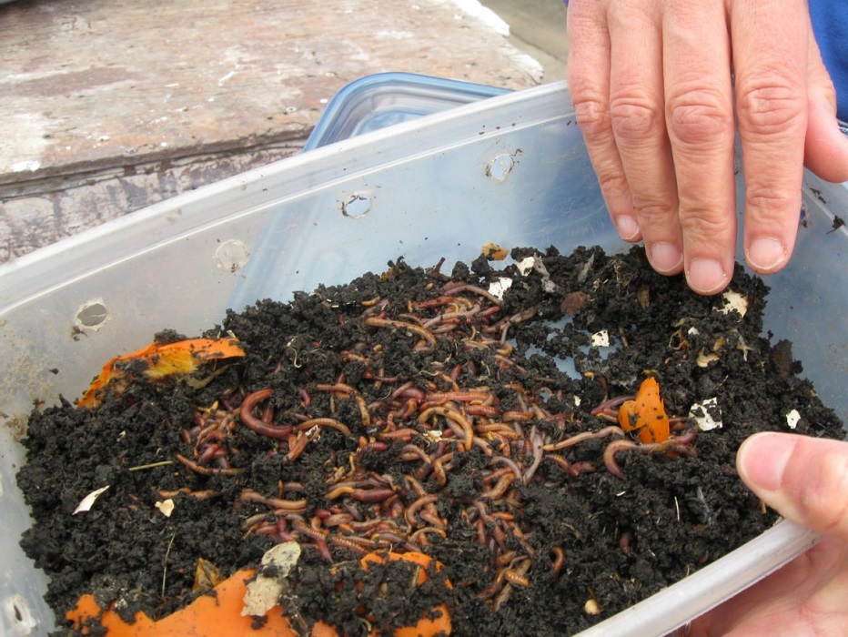 Benefits of Using Worm Compost Fertilizer in your Soil